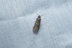 Acrobasis encaustella