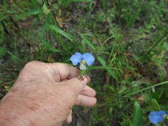 Commelina erecta deamiana