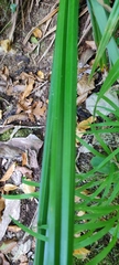 Carex pendula