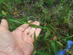 Commelina erecta deamiana