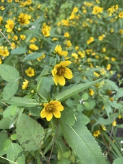 Bidens laevis