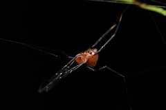 Argyrodes