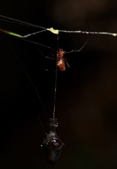 Argyrodes