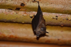 Rhinolophus chaseni