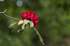 Rhododendron arboreum