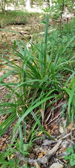 Carex pendula