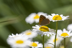 Lycaena phlaeas