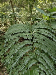 Angiopteris lygodiifolia