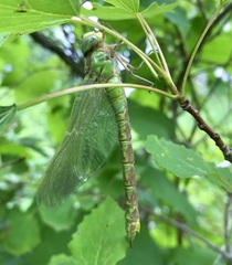 Aeshna viridis