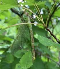 Aeshna viridis