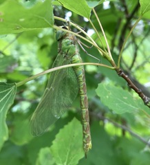 Aeshna viridis