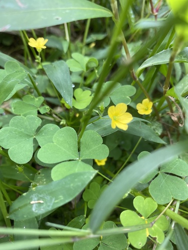 Oxalis stricta iNat (1)