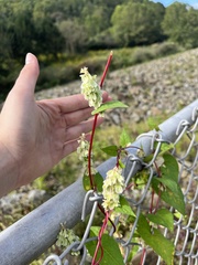 Fallopia scandens