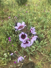 Leucocoryne purpurea