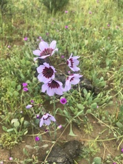 Leucocoryne purpurea