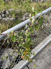 Fallopia scandens