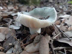 Russula virescens