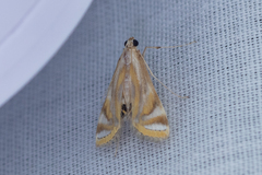Eoophyla