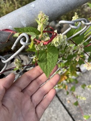 Fallopia scandens