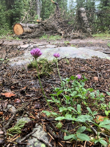 Trifolium parryi ssp. montanense