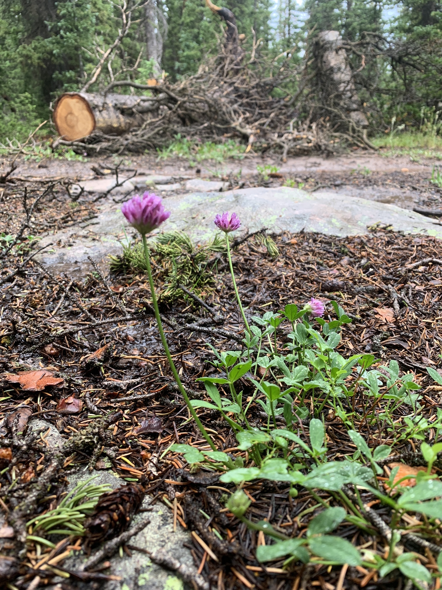 Trifolium parryi ssp. montanense
