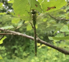 Aeshna viridis