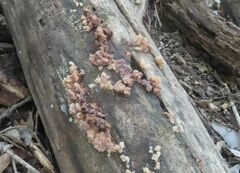 Ductifera pululahuana