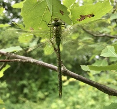 Aeshna viridis