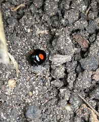 Chilocorus renipustulatus