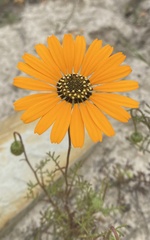 Ursinia