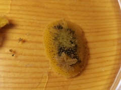 Homoiodoris japonica