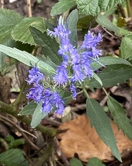 Hyssopus officinalis