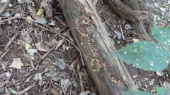 Ductifera pululahuana