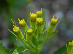 Senecio ovatus