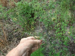 Cyperus plukenetii