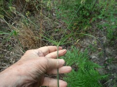 Cyperus plukenetii
