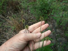 Cyperus plukenetii