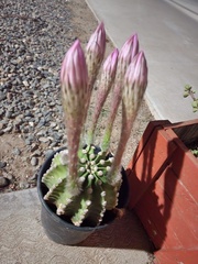 Echinopsis oxygona