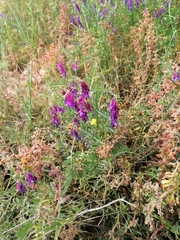 Vicia eriocarpa