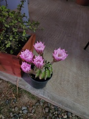 Echinopsis oxygona