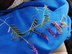 Vicia eriocarpa