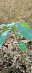 Euphorbia amygdaloides