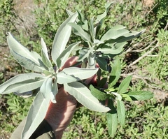 Salvia apiana × mellifera