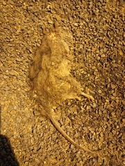 Rattus rattus