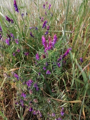 Vicia eriocarpa