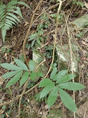 Millettia pachycarpa