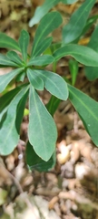Euphorbia amygdaloides