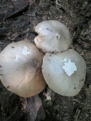 Pluteus americanus