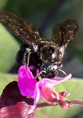 Xylocopa californica