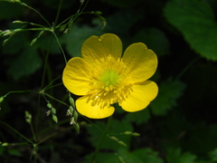 Ranunculus lanuginosus